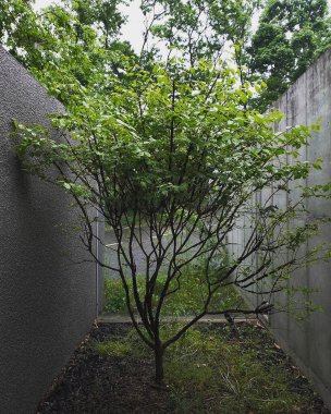 Bahçedeki yeşil ağaç