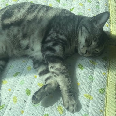 Kedi yerde yatıyor.