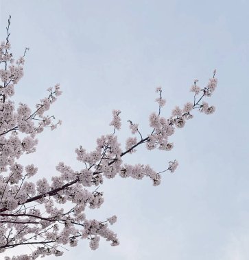 Güzel botanik fotoğrafı, doğal duvar kağıdı.