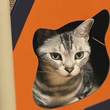 Beyaz arka planı olan bir kedi.