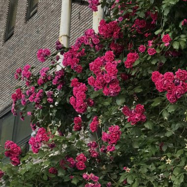 Bahçedeki güzel çiçekler