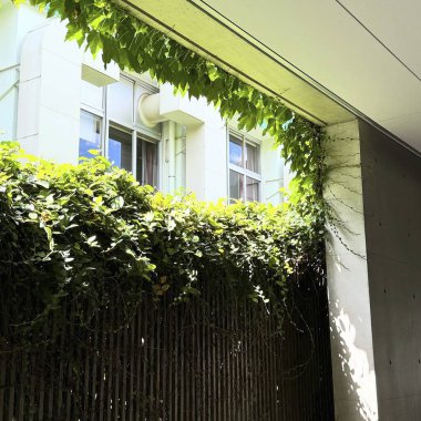 Duvardaki yeşil bitki