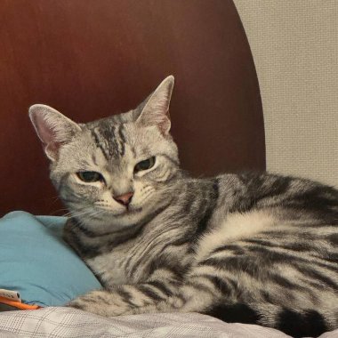 Büyük gözlü bir kedi.