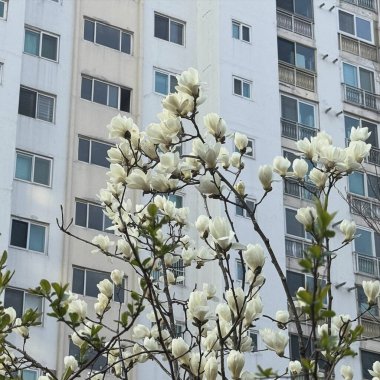 Bahçedeki beyaz ve gri çiçekler