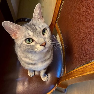 Şirin bir kedinin portresi