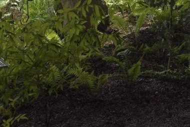 Ormanın güzel manzarası