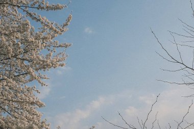 Ormanın güzel manzarası