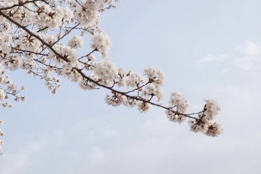 Bahçedeki güzel çiçekler