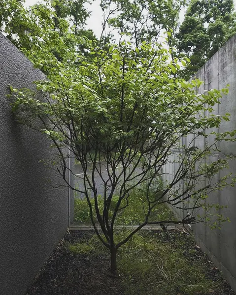 Bahçedeki yeşil ağaç