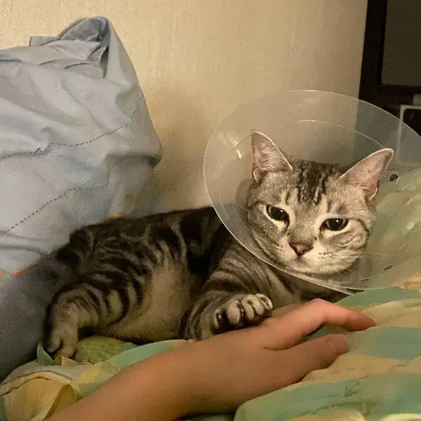 Yatakta yatan sevimli kedi.