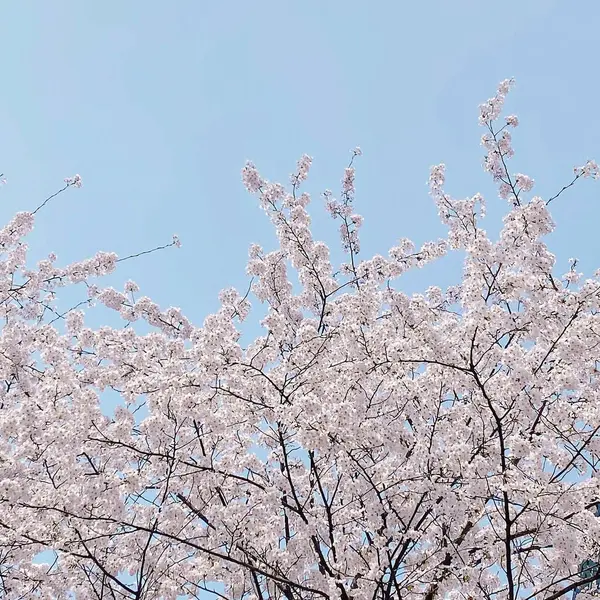Bahçedeki güzel pembe çiçekler