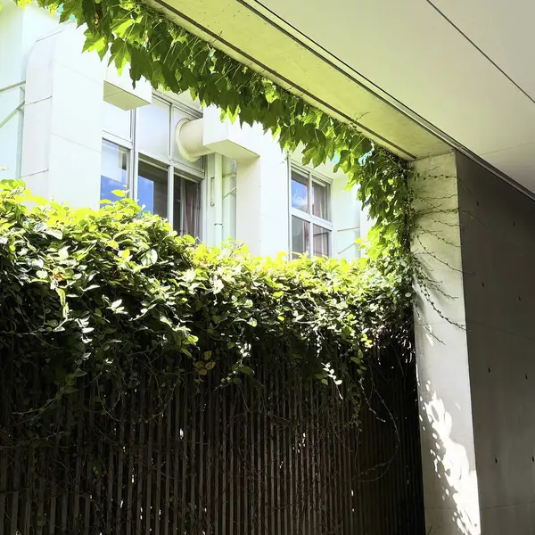 Duvardaki yeşil bitki