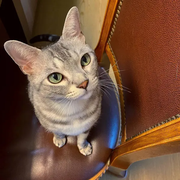 Şirin bir kedinin portresi