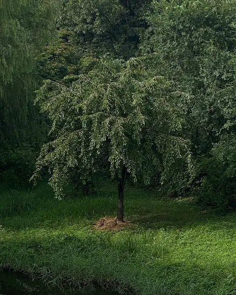 Ağaçlar ve ormanlarla dolu güzel bir manzara.