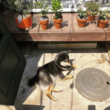 Bahçede bir köpek