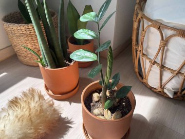 Beyaz arka planda yeşil kaktüs.