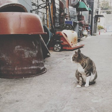 Kedi sokakta oturuyor.