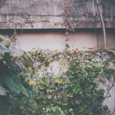 Bahçede yeşil yapraklar