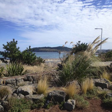 Ön planda büyük bir ağaç olan tahta bir bankın dikey görüntüsü.