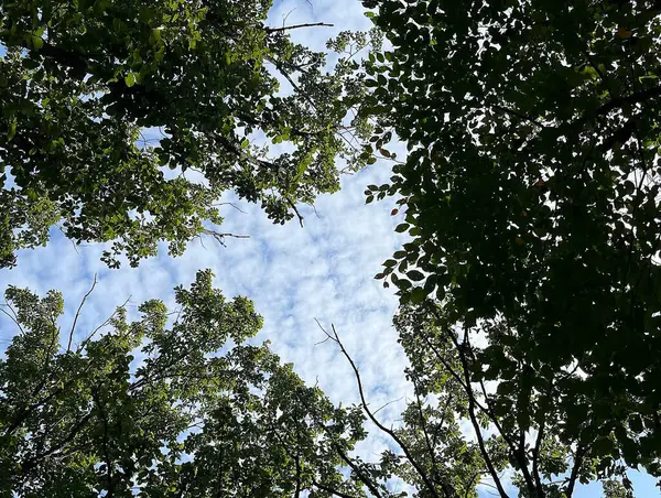 Ormanda yeşil ağaçlar