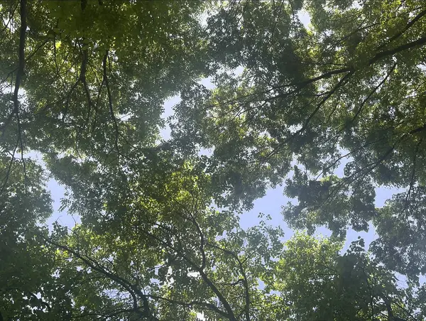 Ormanda yeşil yapraklar