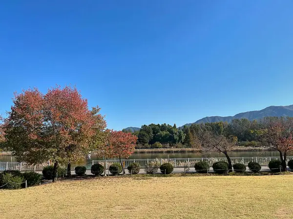 Ağaçlı ve yeşil yapraklı güzel bir manzara.