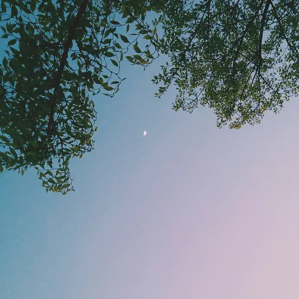 Güzel botanik fotoğrafı, doğal duvar kağıdı.