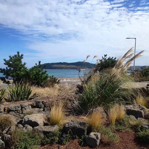 Ön planda büyük bir ağaç olan tahta bir bankın dikey görüntüsü.