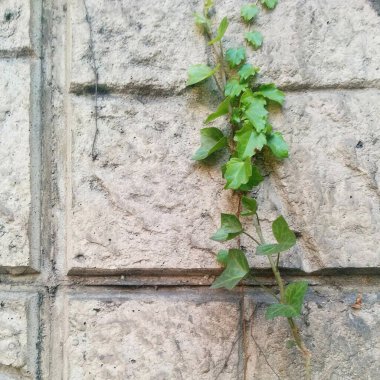 Bir sürü yeşil yapraklı eski taş duvar.