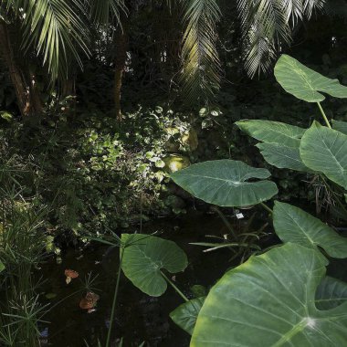 Bahçedeki yeşil bitkiler