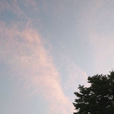 Ormanın güzel manzarası