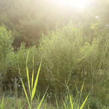 Ormanda yeşil çimenler