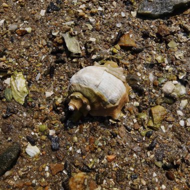 Hollanda 'nın kuzeyindeki Heldensia adasının kuzey kıyısındaki kumlu bir sahilde deniz kabukları kapanıyor.