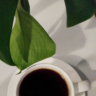 kahve ve yapraklar beyaz arka planda beyaz fincanda