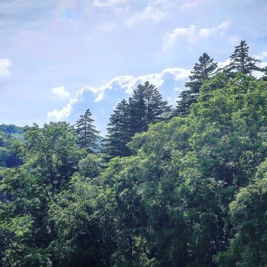 Ağaçlı ve yeşil yapraklı güzel bir manzara.