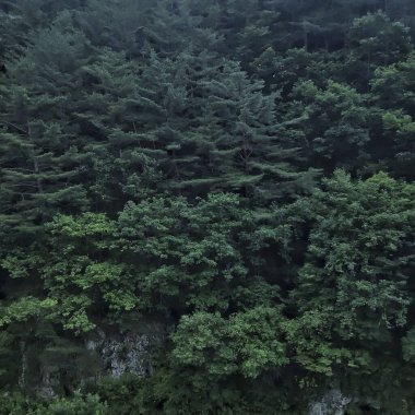 Ormanın güzel manzarası