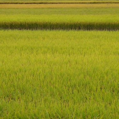 Tayland pirinç çeltik