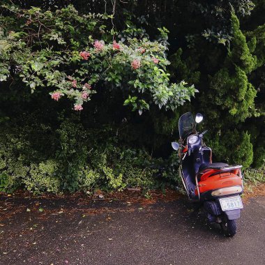 Güzel kırmızı ve beyaz bir çiçeğin yakın plan çekimi.