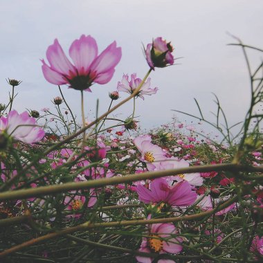 Bahçedeki güzel pembe çiçekler