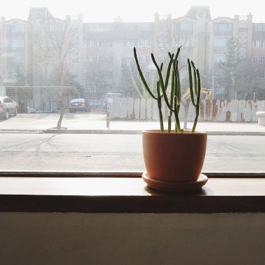 Pencere kenarındaki saksıda bitki