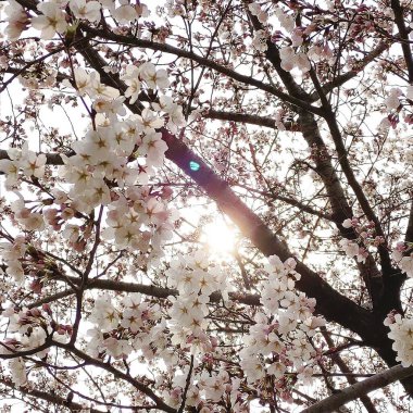 İlkbaharda kiraz çiçeği