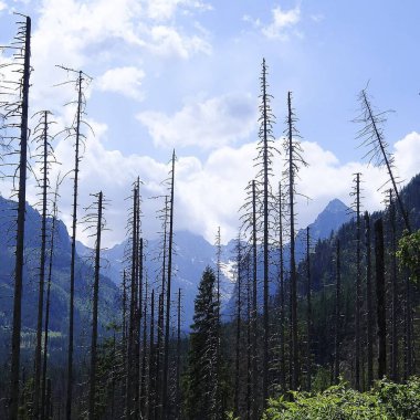 Dağları ve ormanı olan güzel bir manzara.