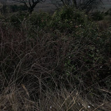 Ormanda bir ağacı olan güzel bir manzara.