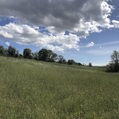 Mavi gökyüzü olan yeşil bir tarlanın güzel manzarası.