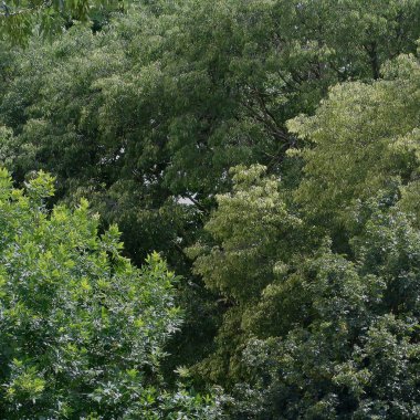 Parktaki güzel yeşil ağaçlar