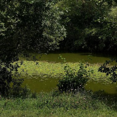 Yeşil gölet, doğa, bitki örtüsü