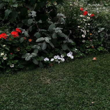 Bahçedeki güzel çiçekler