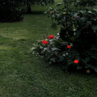 Güzel botanik fotoğrafı, doğal duvar kağıdı.