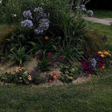 Bahçedeki güzel çiçekler