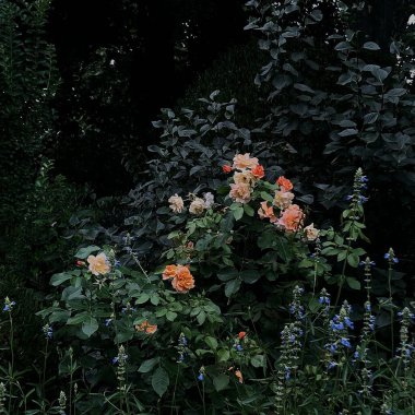 Güzel botanik fotoğrafı, doğal duvar kağıdı.